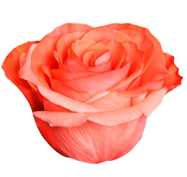 One-Day Delivery - Show Girl Rose (50 STEMS)