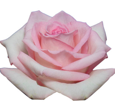 *SALE* One-Day Delivery - Sophia Rose (100 STEMS)