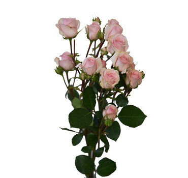 One-Day Delivery - Star Blush Spray Rose (100 STEMS)