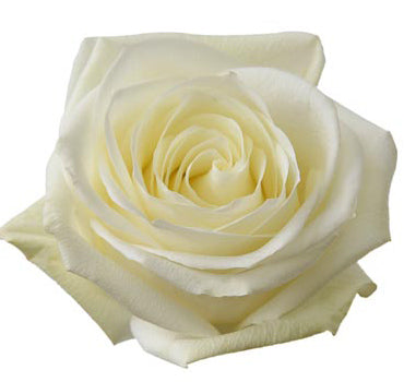 One-Day Delivery - Sugar Doll Rose (50 STEMS)