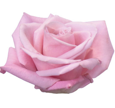 One-Day Delivery - Sweet Escimo Rose (50 STEMS)