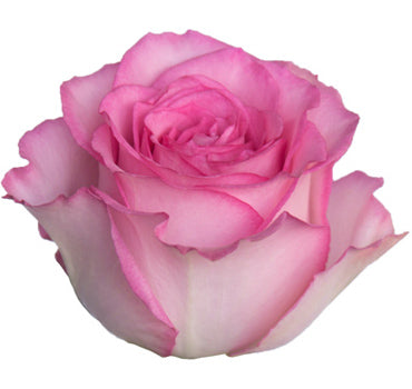 Sweet Unique Rose (100 Stems)