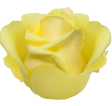 *SALE* One-Day Delivery - Tara Rose (100 STEMS)