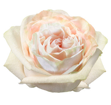 Wedding Spirit Rose (100 Stems)