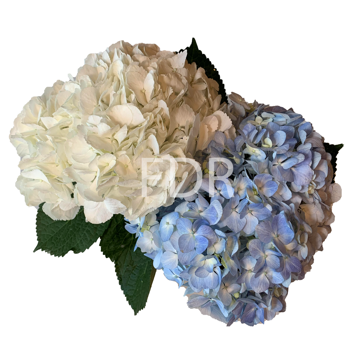 whiteandbluejumbo_1200x1200_cr