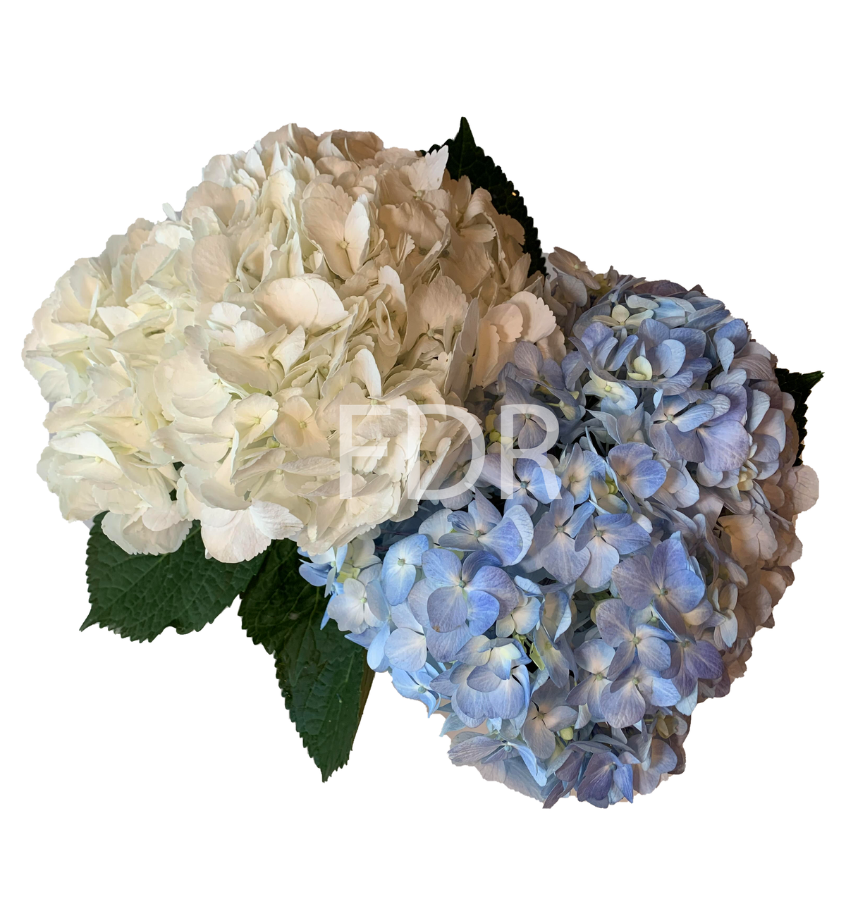 whiteandbluejumbo_1200x1276.