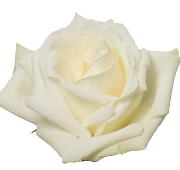 *SALE* One-Day Delivery - White Dove Rose (100 STEMS)
