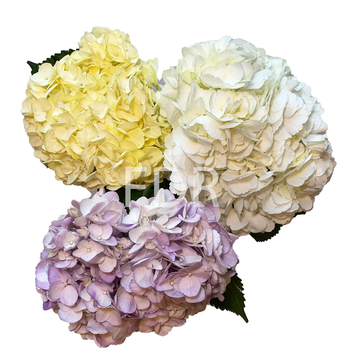 lavender flower with yellow center Hydrangea