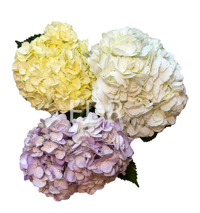Hydrangea - Light Lavender, Tinted Yellow, Select White (40 STEMS ASSORTED)